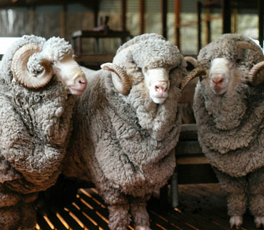 Three very woolly rams with curly horns facing towards you