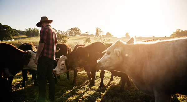 Man feeding cows in a paddock at sunrise