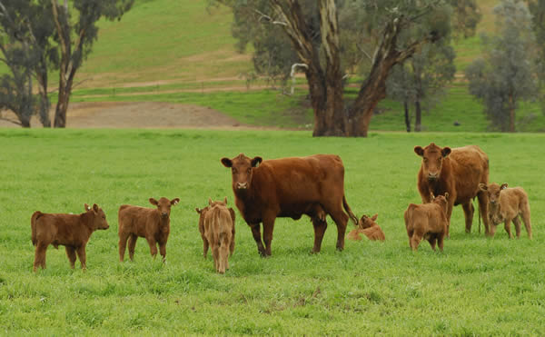 Brown cows with their calves in a green field.