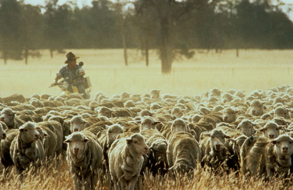 Flock of sheep being mustered by a farmer on a motorbike